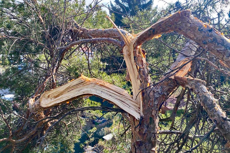 Baumschäden Sturm Sanierung